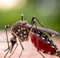 Zvýšený výskyt horečky dengue na Maledivách - upozornění pro cestovatele 